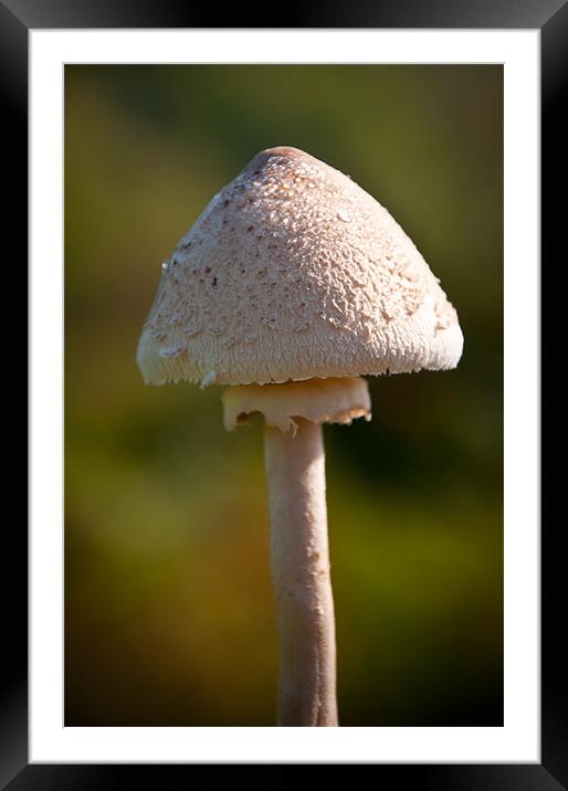 Field Mushroom Framed Mounted Print by K. Appleseed.