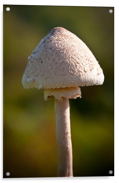 Field Mushroom Acrylic by K. Appleseed.