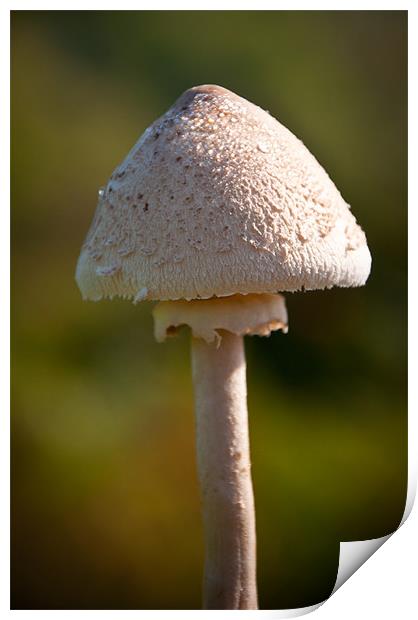 Field Mushroom Print by K. Appleseed.