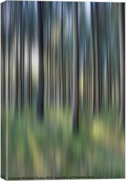 Spruce Woods Canvas Print by David Tinsley