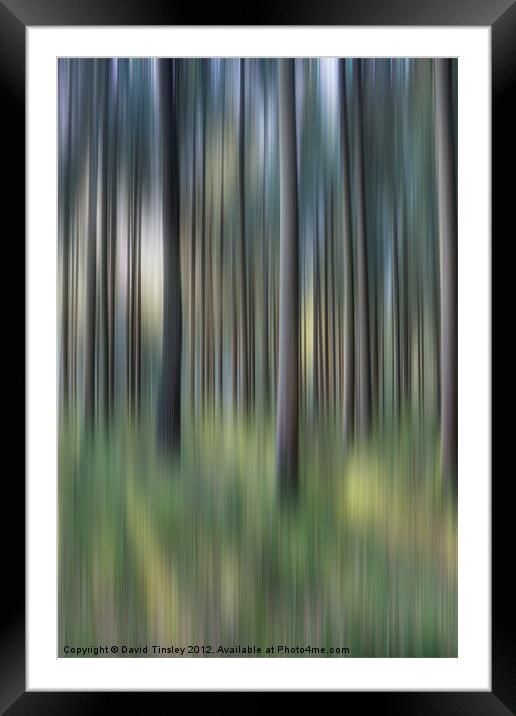 Spruce Woods Framed Mounted Print by David Tinsley