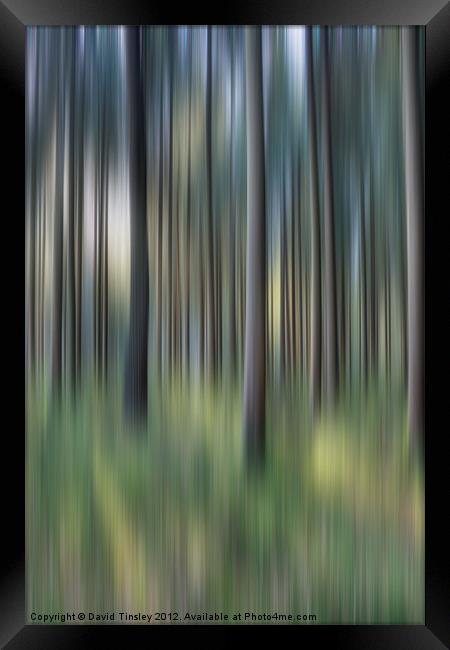 Spruce Woods Framed Print by David Tinsley