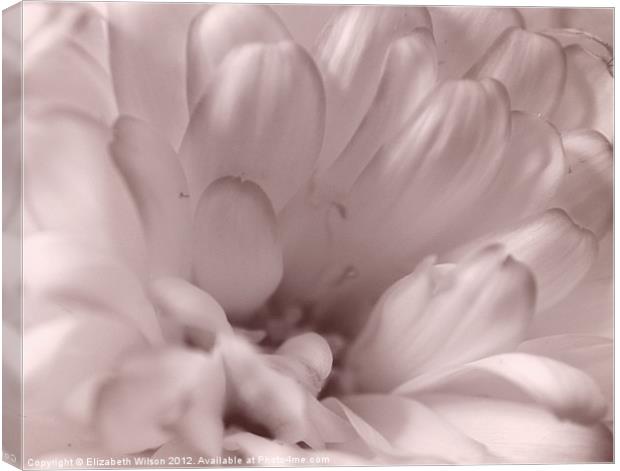 White Chrysanthemum Portrait Canvas Print by Elizabeth Wilson-Stephen