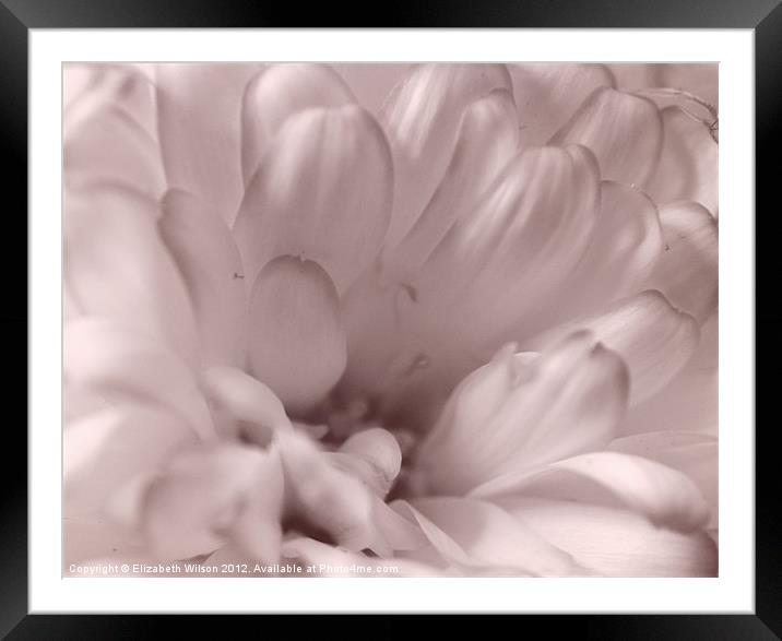 White Chrysanthemum Portrait Framed Mounted Print by Elizabeth Wilson-Stephen