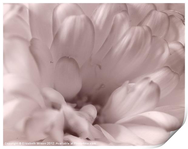 White Chrysanthemum Portrait Print by Elizabeth Wilson-Stephen