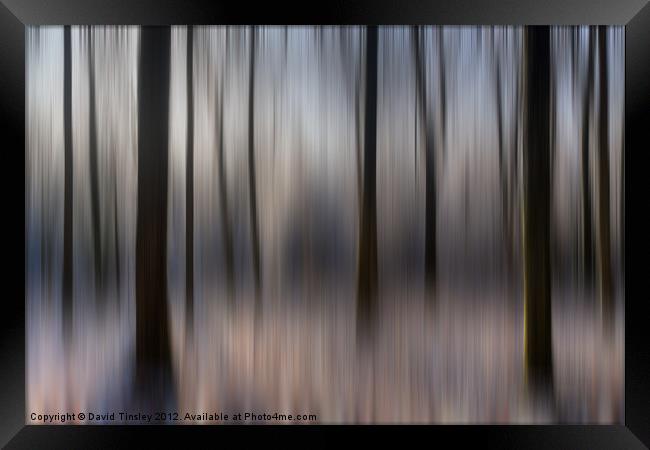Winter Beech Woods Framed Print by David Tinsley