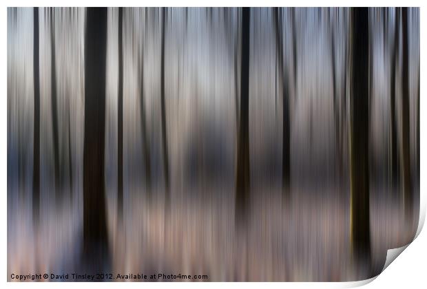 Winter Beech Woods Print by David Tinsley