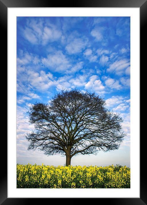 Oil Seed Rape Framed Mounted Print by Martin Williams