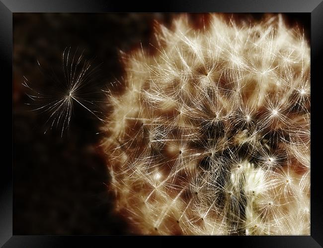 Seedy Dandelion Framed Print by Mary Lane