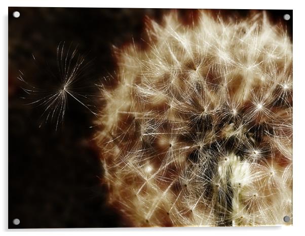 Seedy Dandelion Acrylic by Mary Lane