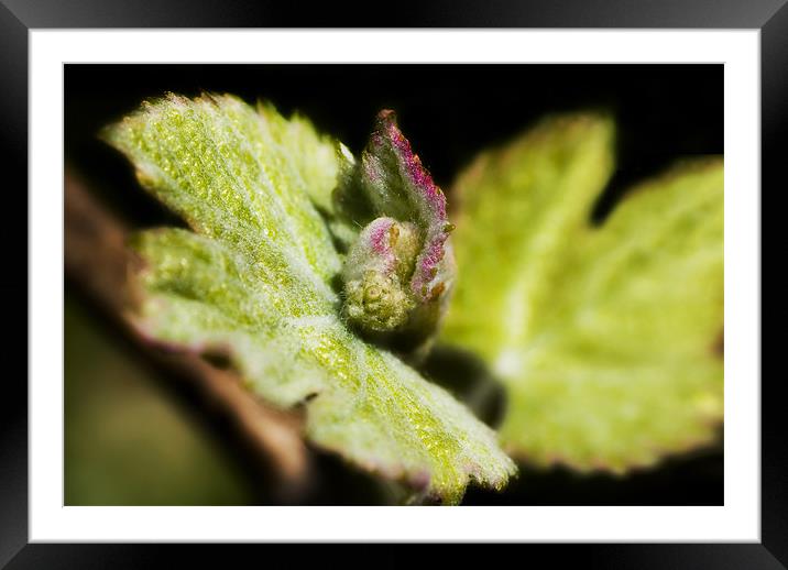 Grape Leaves Framed Mounted Print by Mary Lane
