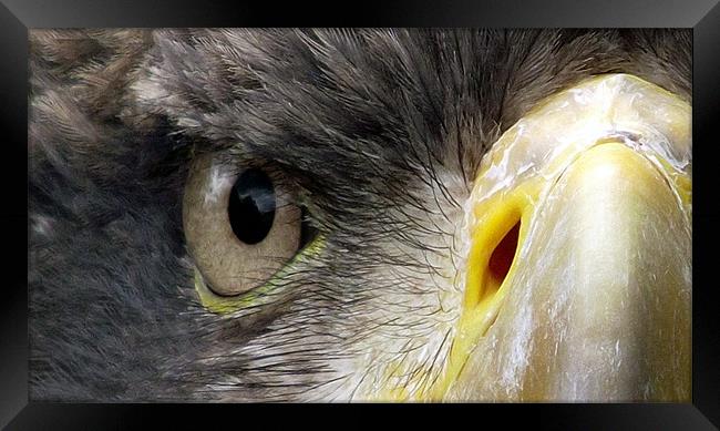 Close up of Eagle's Face Framed Print by Robert Rackham