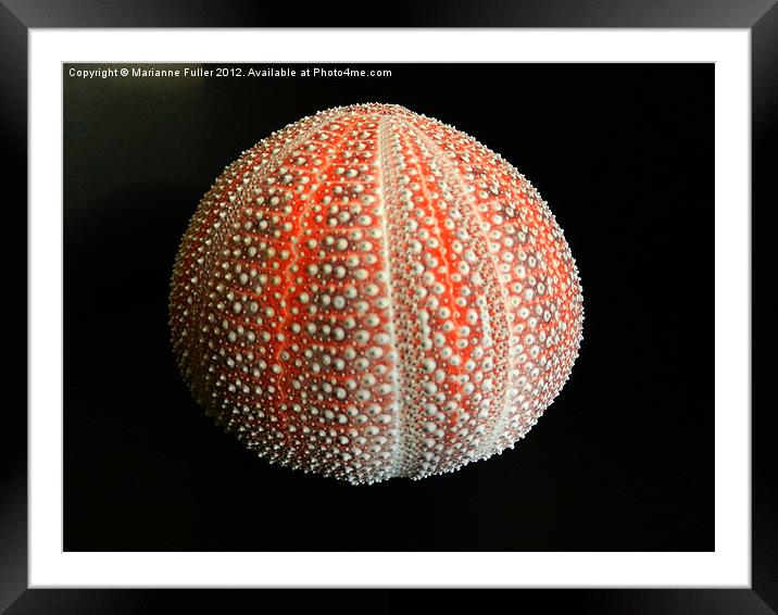 Sea Urchin Shell Framed Mounted Print by Marianne Fuller
