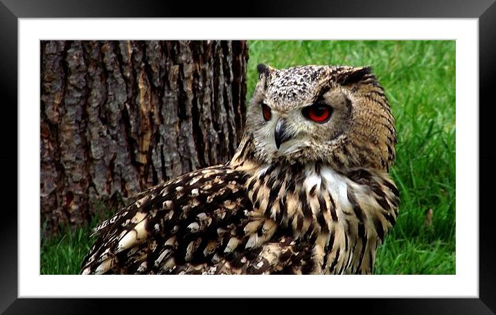 Eagle Owl Framed Mounted Print by Robert Rackham