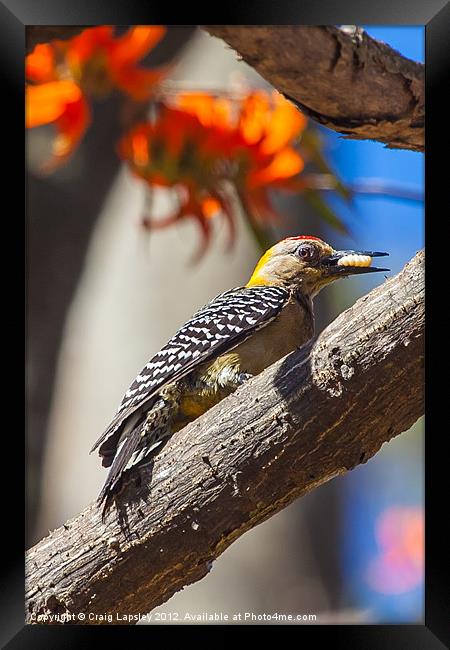 woodpecker eating a grub 2 Framed Print by Craig Lapsley