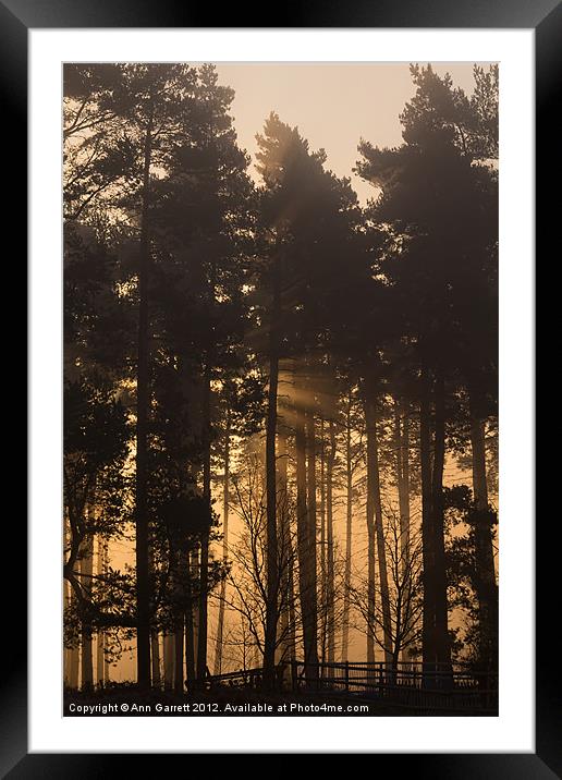 Woodland Sunrise - 1 Framed Mounted Print by Ann Garrett