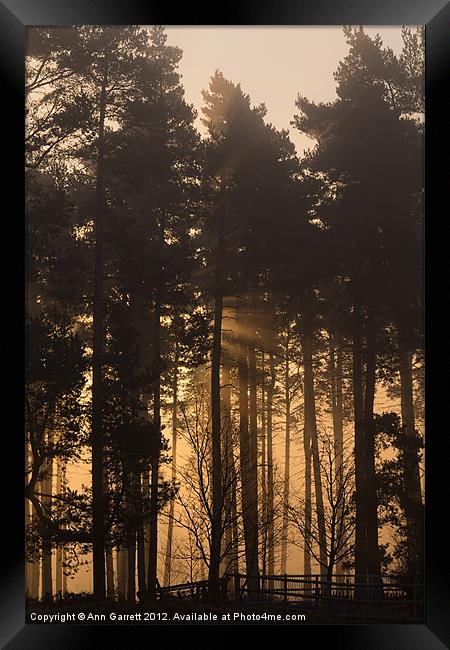 Woodland Sunrise - 1 Framed Print by Ann Garrett