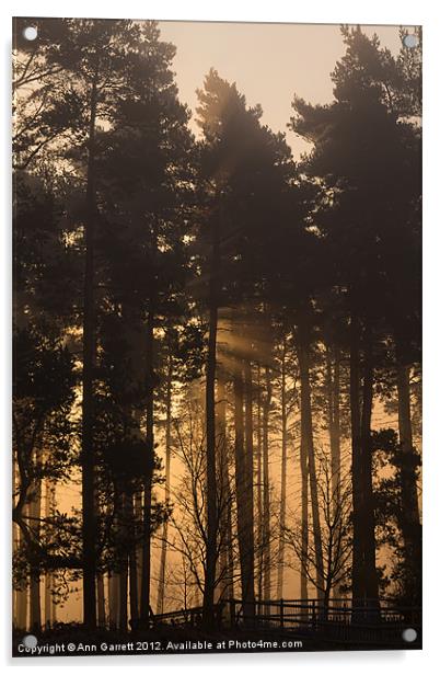 Woodland Sunrise - 1 Acrylic by Ann Garrett