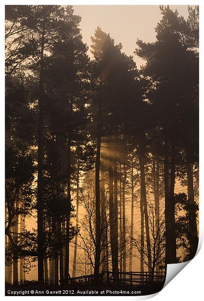 Woodland Sunrise - 1 Print by Ann Garrett
