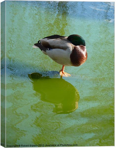 One legged Mallard duck Canvas Print by Robert Gipson