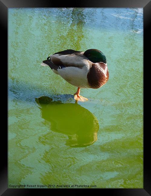 One legged Mallard duck Framed Print by Robert Gipson