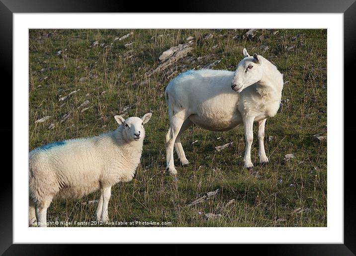 Sheep Framed Mounted Print by Creative Photography Wales