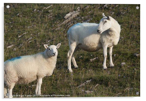 Sheep Acrylic by Creative Photography Wales