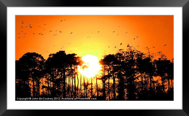 Home to Roost Framed Mounted Print by John McCoubrey