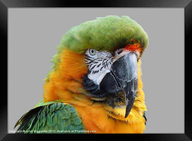 Hybrid Macaw Framed Print by John Biggadike