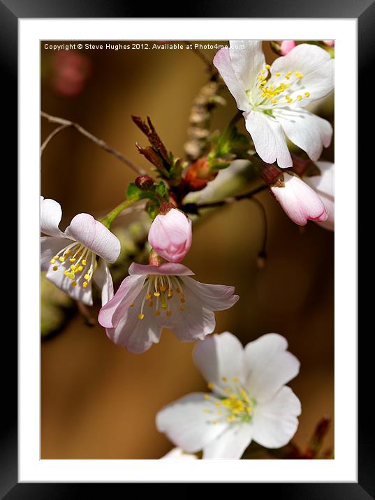 Cherry Blossom Framed Mounted Print by Steve Hughes
