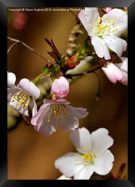 Cherry Blossom Framed Print by Steve Hughes