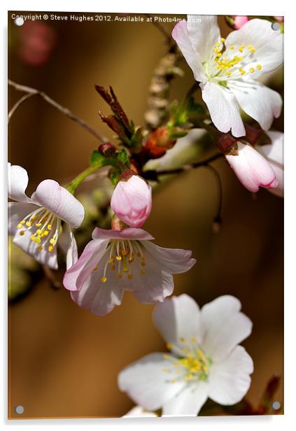 Cherry Blossom Acrylic by Steve Hughes