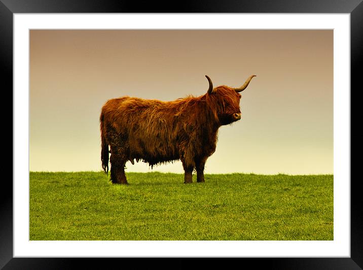 Hairy Cow Framed Mounted Print by Sandi-Cockayne ADPS