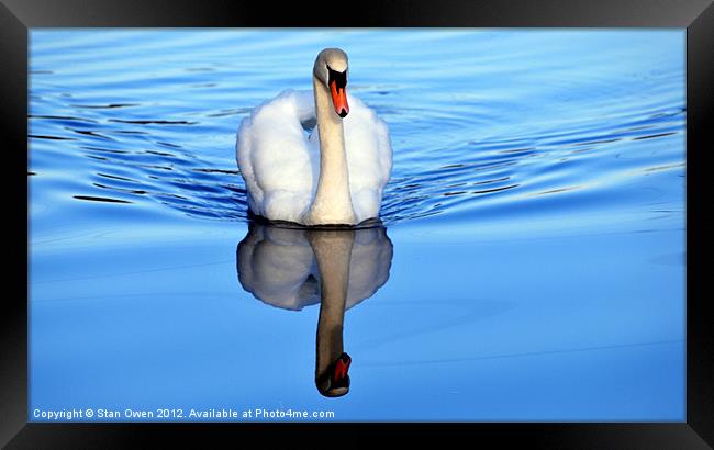 Blue Mirror Swan Framed Print by Stan Owen