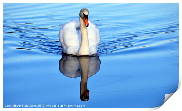 Blue Mirror Swan Print by Stan Owen