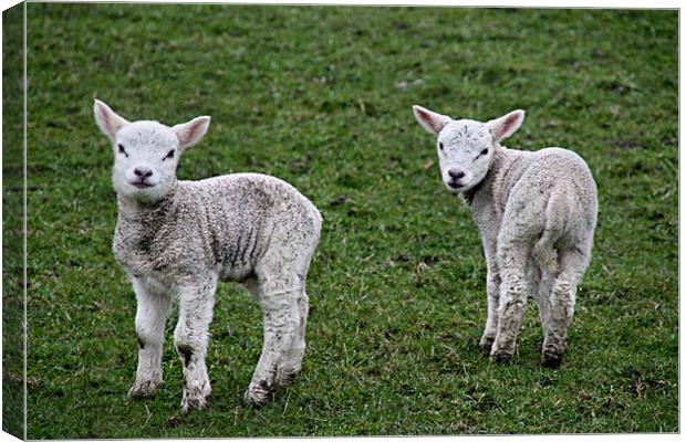 Smiley, Happy, Mucky Lambs! Canvas Print by Sandi-Cockayne ADPS