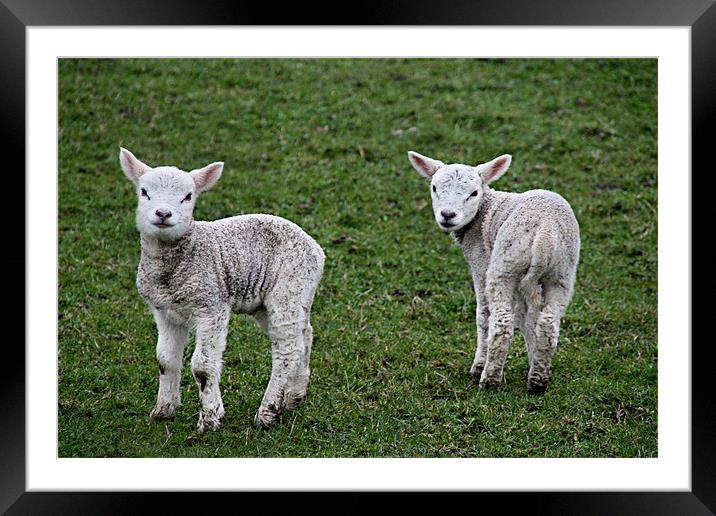 Smiley, Happy, Mucky Lambs! Framed Mounted Print by Sandi-Cockayne ADPS