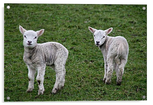 Smiley, Happy, Mucky Lambs! Acrylic by Sandi-Cockayne ADPS