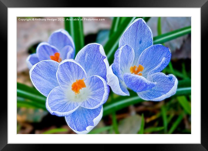 Pastel shades of blue Framed Mounted Print by Anthony Hedger