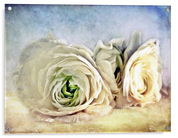 Resting Ranunculus Acrylic by Aj’s Images