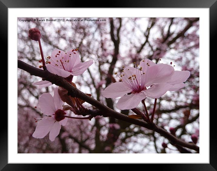 pink cherry blossom Framed Mounted Print by Sarah Bonnot