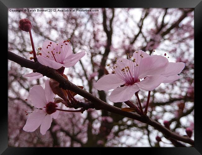 pink cherry blossom Framed Print by Sarah Bonnot