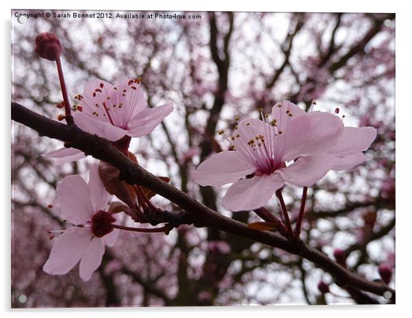 pink cherry blossom Acrylic by Sarah Bonnot