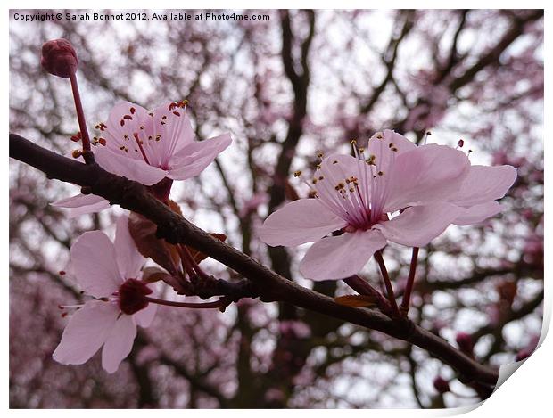 pink cherry blossom Print by Sarah Bonnot