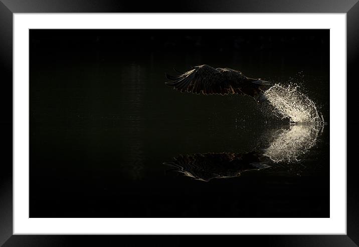 Morning Dip Framed Mounted Print by Natures' Canvas: Wall Art  & Prints by Andy Astbury