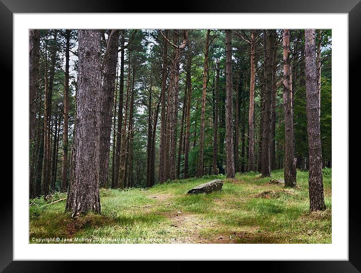 Pine Forest, Killarney, Kerry, Ireland Framed Mounted Print by Jane McIlroy