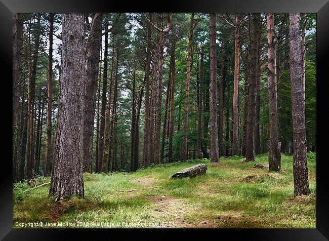 Pine Forest, Killarney, Kerry, Ireland Framed Print by Jane McIlroy