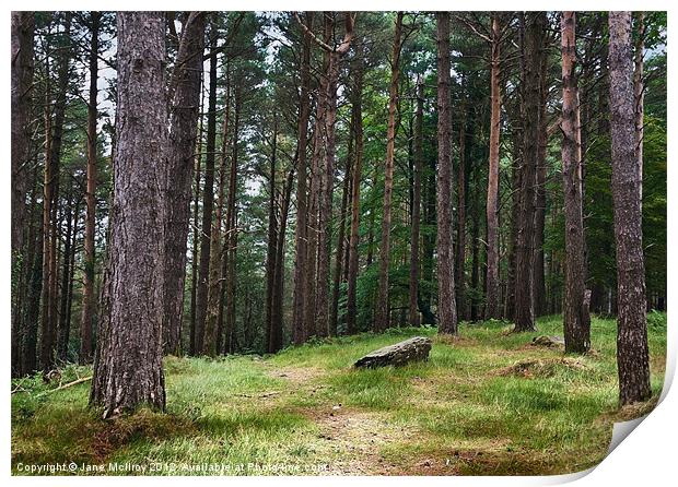 Pine Forest, Killarney, Kerry, Ireland Print by Jane McIlroy