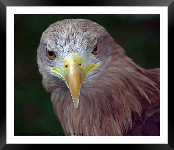 Bird of Prey Framed Mounted Print by Rick Lindley