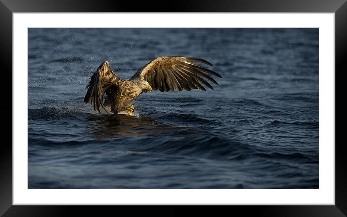 On Final Approach Framed Mounted Print by Natures' Canvas: Wall Art  & Prints by Andy Astbury